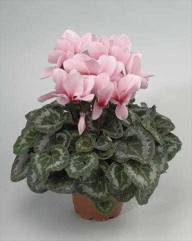 photo of flower to be used as: Pot and bedding Cyclamen persicum Rainier Light Pink with Eye
