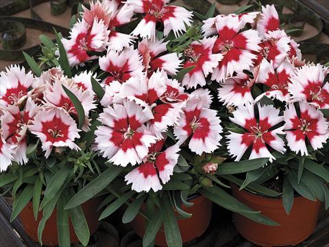 photo of flower to be used as: Pot and bedding Dianthus chinensis Super Parfait Red Peppermint