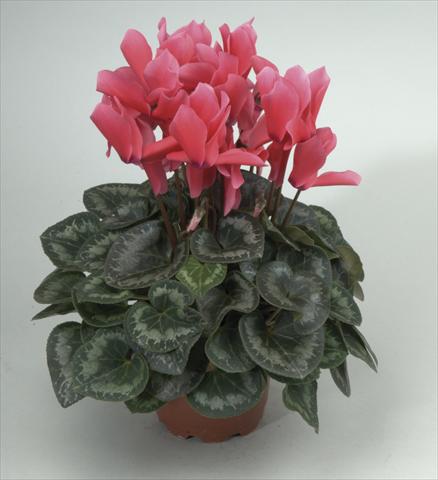 photo of flower to be used as: Pot and bedding Cyclamen persicum Rainier Rose
