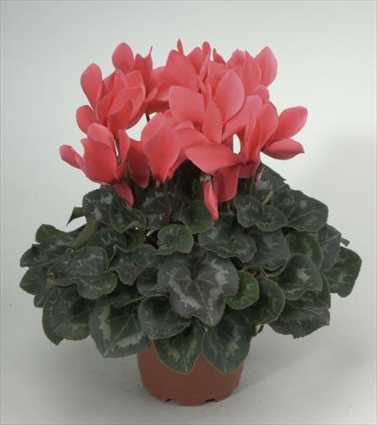 photo of flower to be used as: Pot and bedding Cyclamen persicum Rainier Salmon