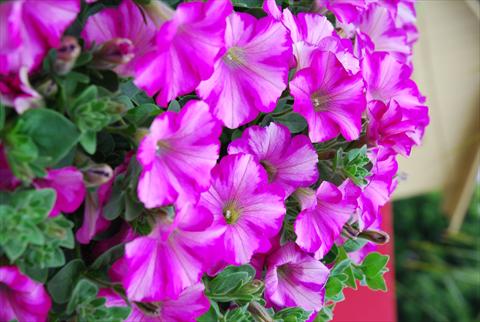 photo of flower to be used as: Pot, patio, basket Petunia Supertunia™ Raspberry Blast