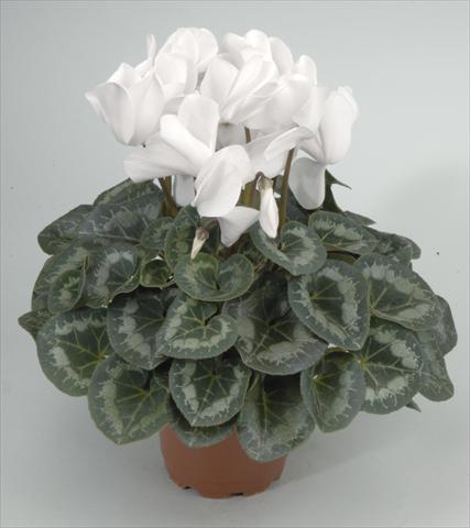 photo of flower to be used as: Pot and bedding Cyclamen persicum Rainier White
