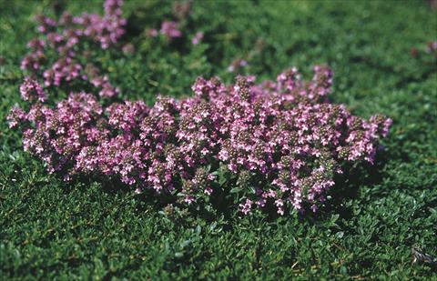 photo of flower to be used as: Bedding / border plant Thymus serpyllum Magic Carpet