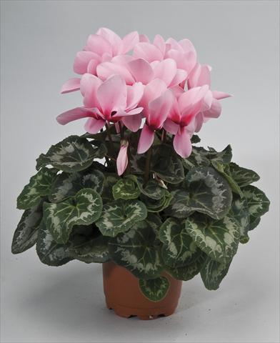 photo of flower to be used as: Pot and bedding Cyclamen persicum Rainier Light Pink Eye