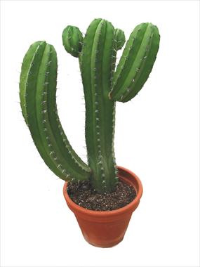 photo of flower to be used as: Pot Cactus Polaskia chichipe