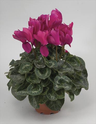 photo of flower to be used as: Pot and bedding Cyclamen persicum Rainier Purple
