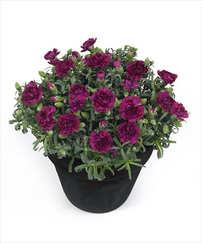 photo of flower to be used as: Pot Dianthus Tess