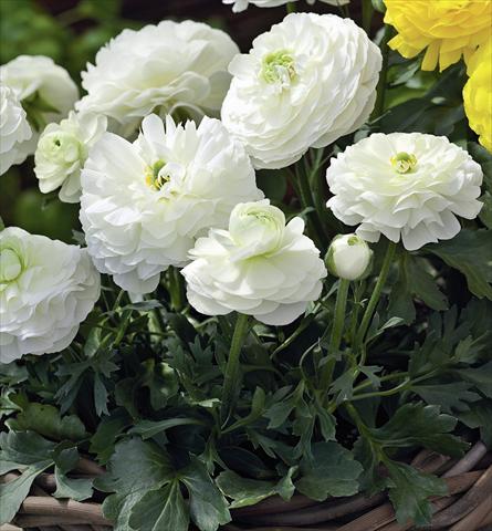 photo of flower to be used as: Pot Ranunculus asiaticus Magic White