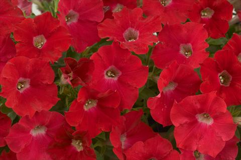photo of flower to be used as: Pot, patio, basket Petunia Red Ray