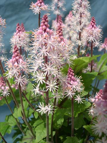 photo of flower to be used as: Pot, bedding, patio Tiarella polyphylla Tiarella Snowblanket