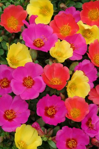 photo of flower to be used as: Pot and bedding Portulaca Toucan Hot Mix