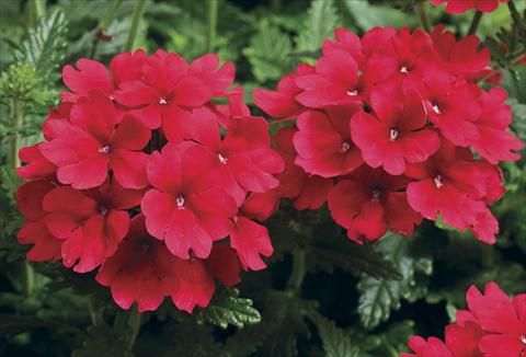 photo of flower to be used as: Pot, bedding, patio Verbena tenera Tuscany Scarlet