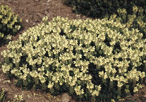 photo of flower to be used as: Bedding / border plant Scutellaria alpina Moonbeam