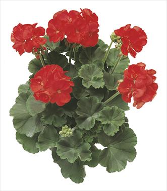 photo of flower to be used as: Patio, pot Pelargonium zonale Antares