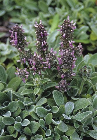 photo of flower to be used as: Bedding / border plant Stachys byzantina Silky Fleece