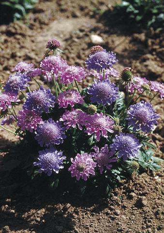 photo of flower to be used as: Pot and bedding Scabiosa columbaria Misty Butterflies