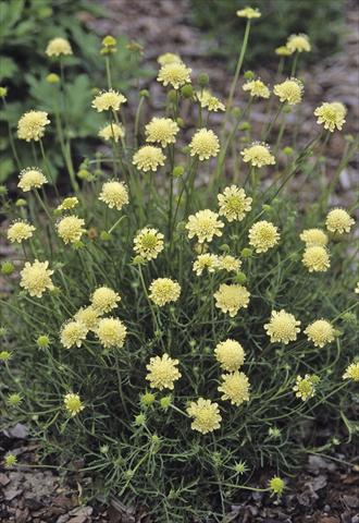 photo of flower to be used as: Pot and bedding Scabiosa ochroleuca Moon Dance