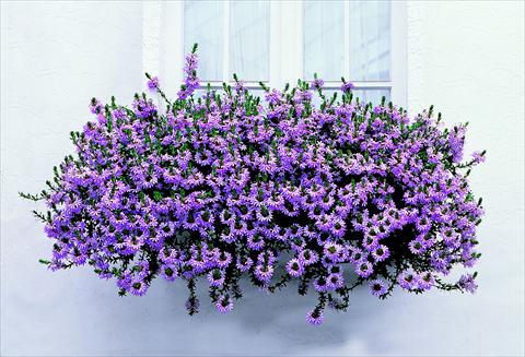 photo of flower to be used as: Pot, patio, basket Scaevola aemula Diamont Balconata