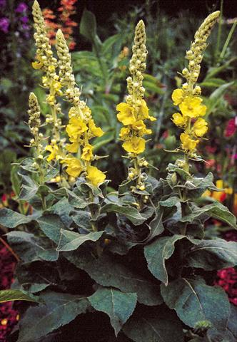 photo of flower to be used as: Bedding / border plant Verbascum hybridum Wega