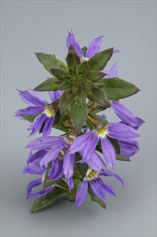 photo of flower to be used as: Pot, bedding, patio, basket Scaevola aemula Surdiva Blue