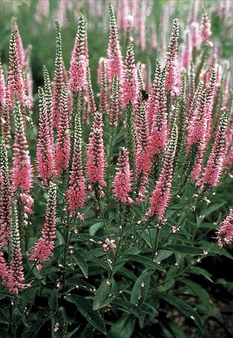 photo of flower to be used as: Bedding / border plant Veronica longifolia Pink Shades