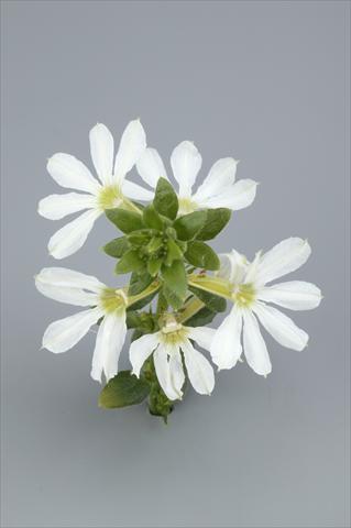 photo of flower to be used as: Pot, bedding, patio, basket Scaevola aemula Surdiva White