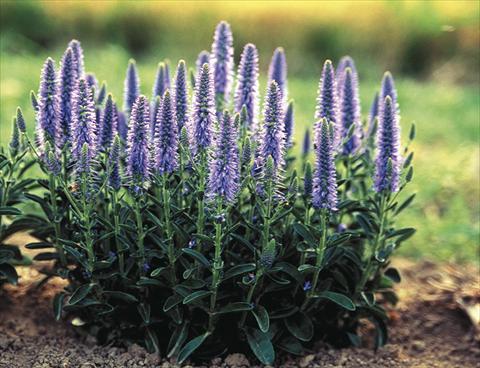 photo of flower to be used as: Bedding / border plant Veronica spicata Nana Blauteppich (Blue Carpet)