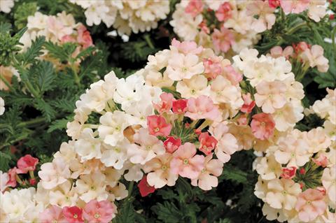 photo of flower to be used as: Pot and bedding Verbena Shangri-La® Peach Scented
