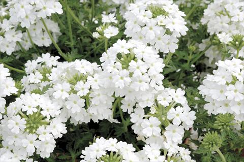 photo of flower to be used as: Pot, bedding, patio, basket Verbena Liga® Real Madrid