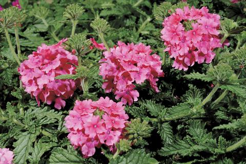 photo of flower to be used as: Pot and bedding Verbena Shangri-La® Rose Scented