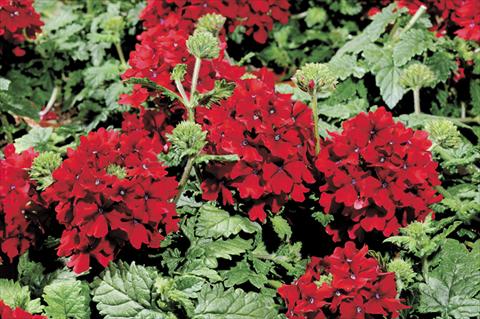 photo of flower to be used as: Pot and bedding Verbena Shangri-La® Scarlet