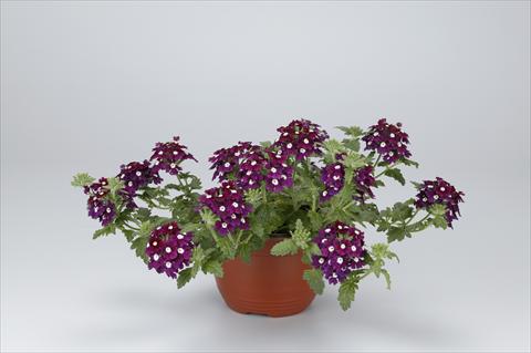photo of flower to be used as: Patio, basket Verbena hybrida Temari® Burgundy Eye