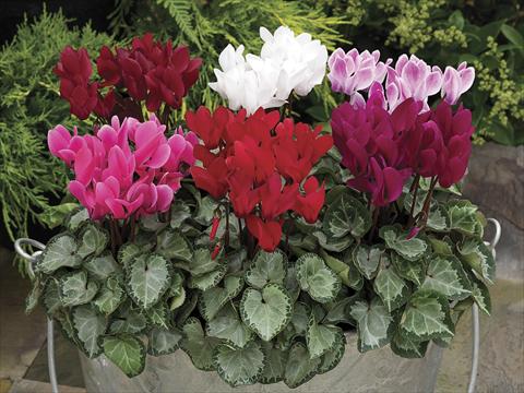photo of flower to be used as: Pot and bedding Cyclamen persicum SilverHeart Mix