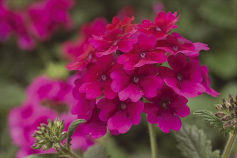 photo of flower to be used as: Pot, bedding, patio, basket Verbena Lanai® Raspberry