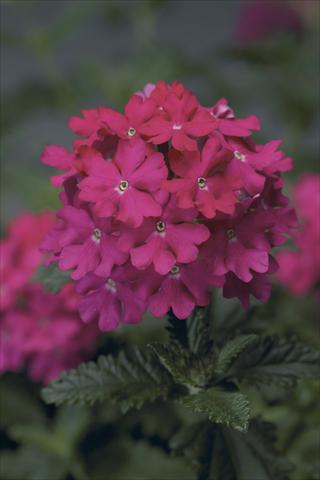 photo of flower to be used as: Pot, bedding, patio, basket Verbena Lanai® Hot Pink