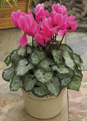 photo of flower to be used as: Pot and bedding Cyclamen persicum SilverHeart Rose