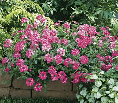 photo of flower to be used as: Pot, bedding, patio, basket Verbena Lanai® Bright Pink