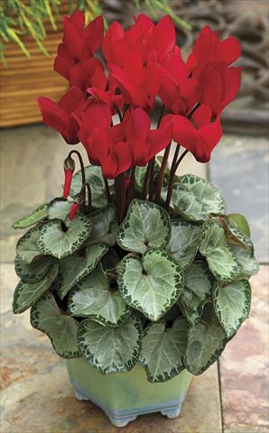 photo of flower to be used as: Pot and bedding Cyclamen persicum SilverHeart Scarlet