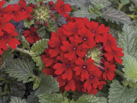 photo of flower to be used as: Pot, bedding, patio, basket Verbena Lanai® Red