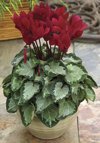 photo of flower to be used as: Pot and bedding Cyclamen persicum SilverHeart Wine