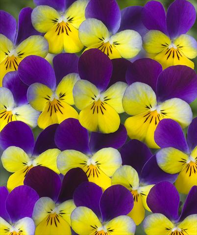 photo of flower to be used as: Pot, bedding, patio Viola x williamsii F.1 Carpet Antique Purple Yellow F1