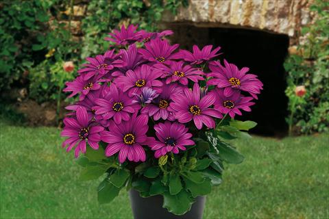 photo of flower to be used as: Pot, bedding, patio, basket Osteospermum Springstar Magenta
