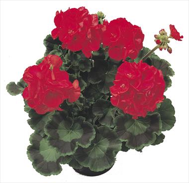 photo of flower to be used as: Patio, pot Pelargonium zonale Polaris