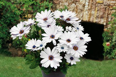 photo of flower to be used as: Pot, bedding, patio, basket Osteospermum Springstar White