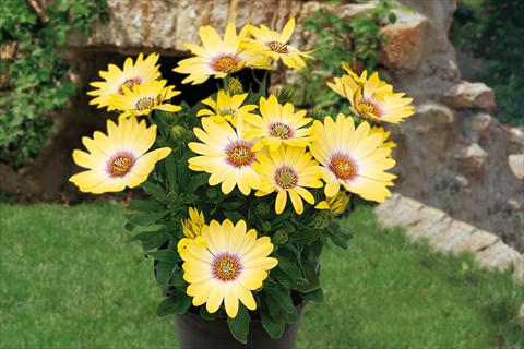 photo of flower to be used as: Pot, bedding, patio, basket Osteospermum Springstar Yellow