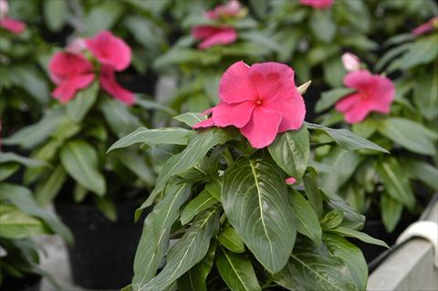 photo of flower to be used as: Pot and bedding Catharanthus roseus - Vinca Cora Punch