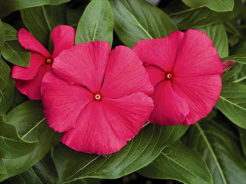 photo of flower to be used as: Pot, bedding, patio Catharanthus roseus - Vinca F1 Cora Punch