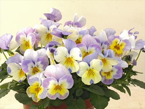 photo of flower to be used as: Pot and bedding Viola cornuta Caramel Innocence Angelo
