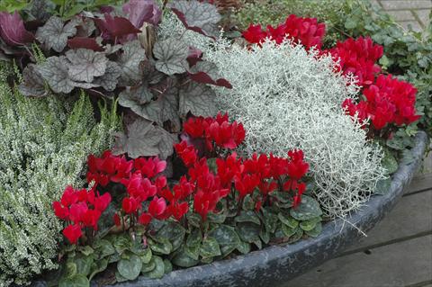photo of flower to be used as: Patio, pot Cyclamen persicum Super Serie® Mini Winter™ F1 Red