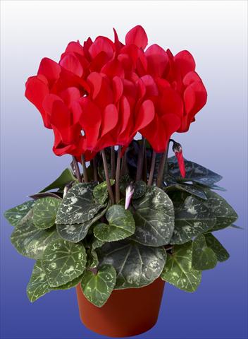 photo of flower to be used as: Pot Cyclamen persicum Super Serie® Mini Winter™ F1 Red